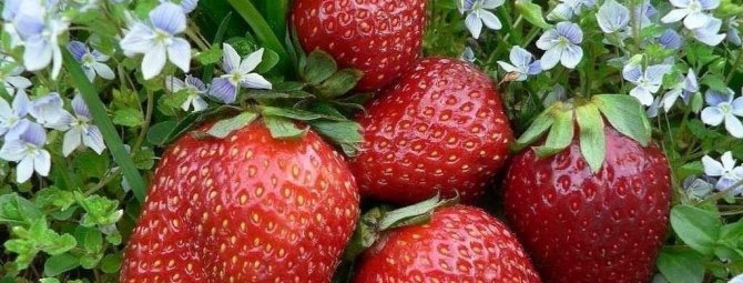 Strawberry Asia - итальянская красавица