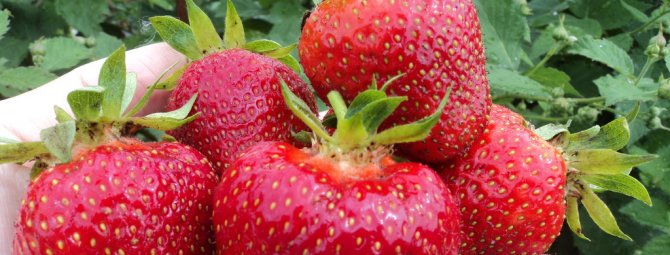 Strawberry Jolie - элегантная итальянка - что хорошего в разнообразии, на что обращать внимание при посадке и выращивании