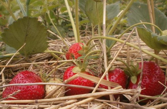 Strawberry Jolie - элегантная итальянка - что хорошего в разнообразии, на что обращать внимание при посадке и выращивании