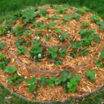Ремонтантная клубника: чем она хороша и как ее выращивать