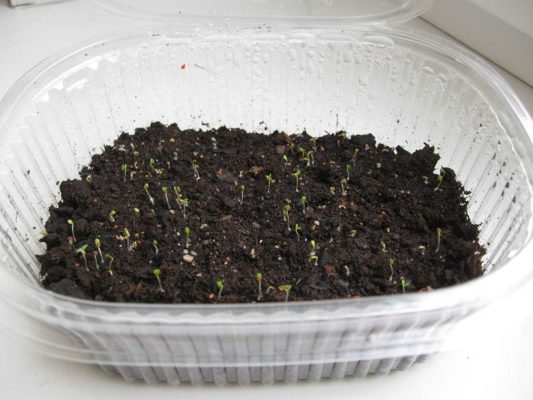 Ремонтантная клубника: чем она хороша и как ее выращивать