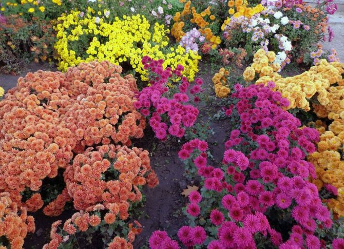 Когда цветут хризантемы и что делать, если они не цветут?