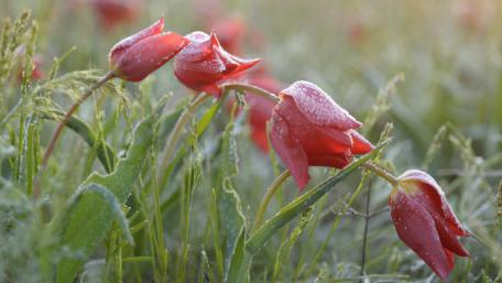 Когда цветут тюльпаны: период цветения в открытом грунте, ранние и поздние сорта