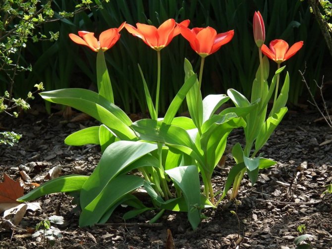 Когда цветут тюльпаны: период цветения в открытом грунте, ранние и поздние сорта