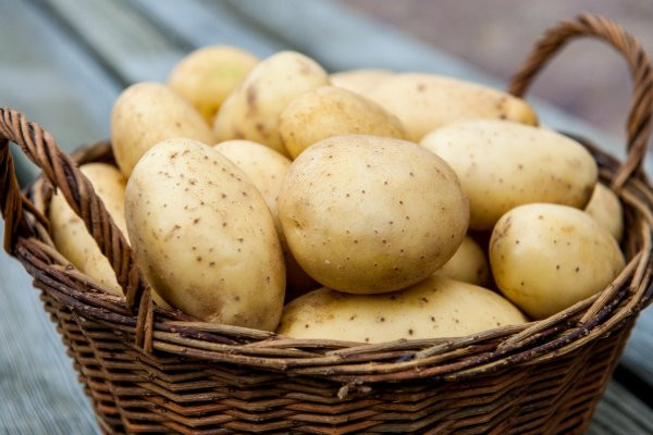 Когда и как проращивать картофель на посадку