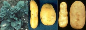 Когда и как проращивать картофель на посадку
