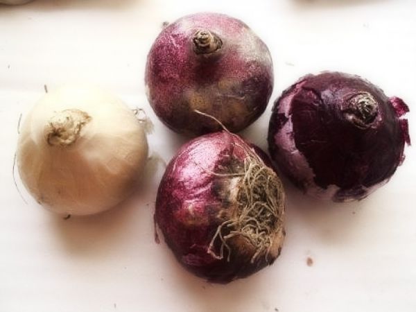 Когда и как сажать луковицы гиацинта осенью 2021 года