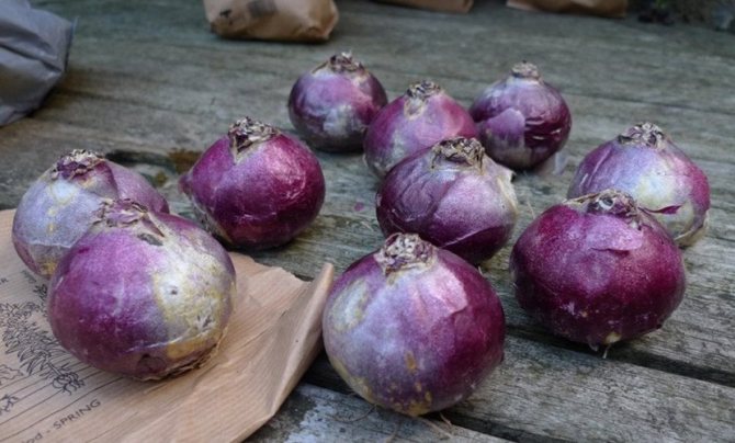 Когда и как сажать луковицы гиацинта осенью 2021 года