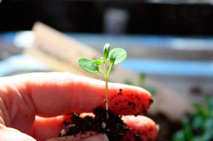Когда и как сеять рассаду ибериса в 2021 году, выращивая из семян в помещении