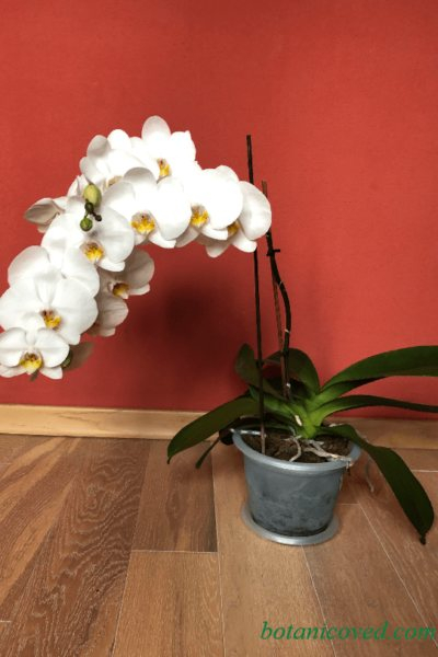 Когда орхидея снова зацветает после отцветания