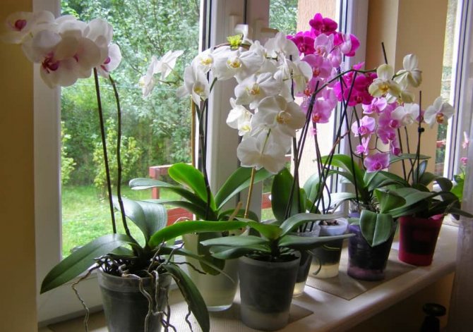 Когда орхидея снова зацветает после отцветания