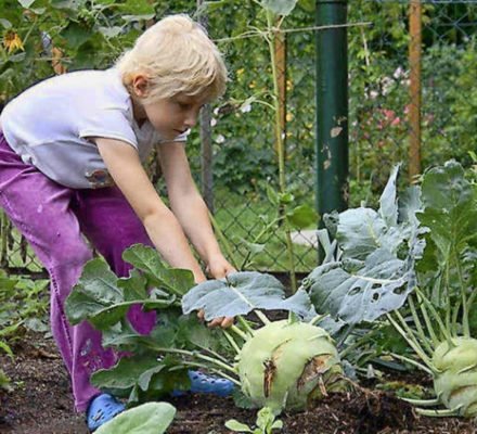Кольраби: как вырастить полезный овощ