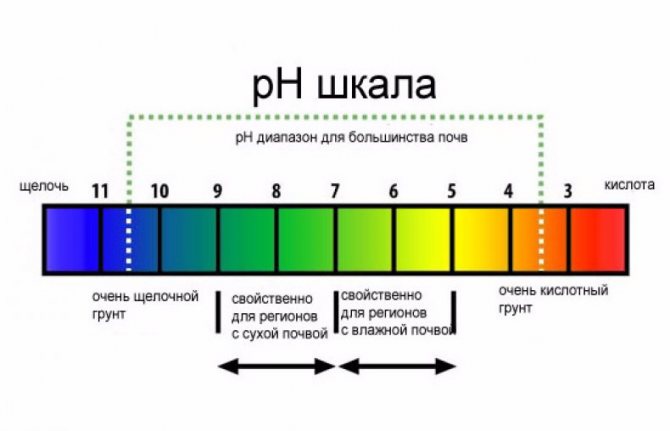 Кому какая кислотность: оптимальная таблица pH, методы определения и корректировки