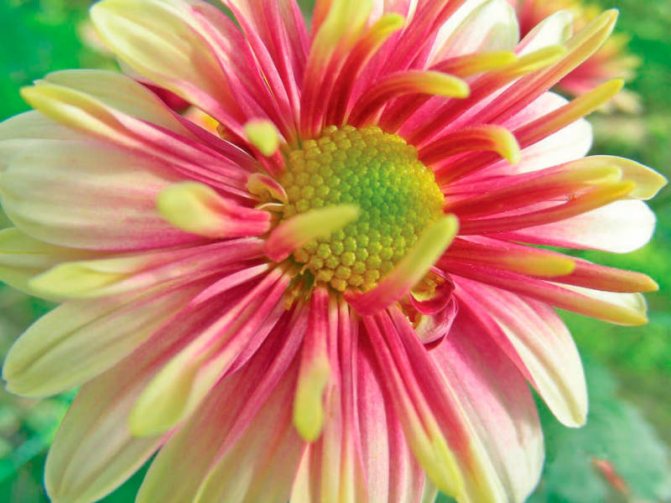 Мелкоцветковые корейские хризантемы: основные принципы выращивания