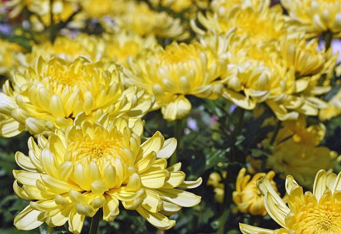 Мелкоцветковые корейские хризантемы: основные принципы выращивания