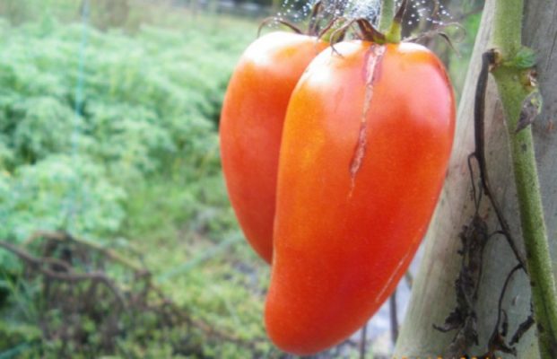 Корнабель - сладкий помидор загадочной формы