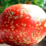 Крайний Север - самый морозостойкий сорт томатов