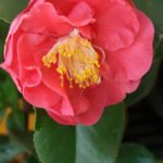 Красавица камелия - королева домашних цветов