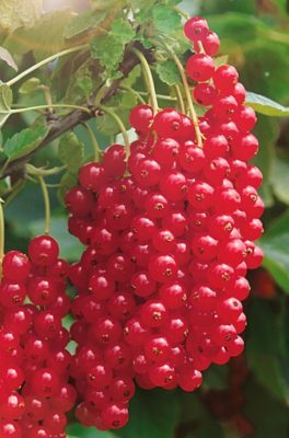 Смородина красная, также крупноплодная: описание сортов, выращивание в регионах