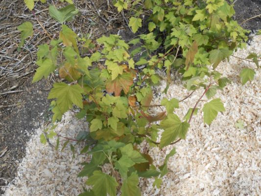 Ядро смородины крупноплодное и ароматное: особенности посадки и ухода за растением