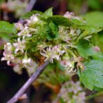 Ядро смородины крупноплодное и ароматное: особенности посадки и ухода за растением