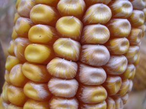 Кукуруза клубника: выращивание из семян, фото
