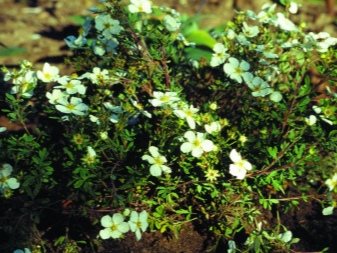 Potentilla кустарниковая - выращивание и уход в саду, сорта с фото и описанием