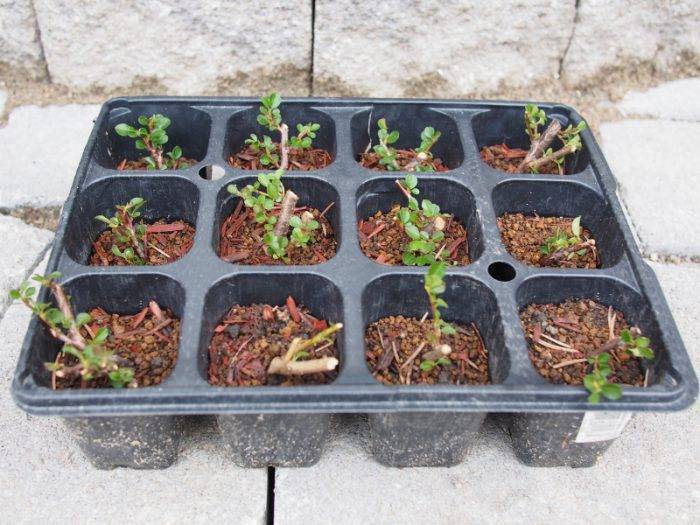 Potentilla кустарниковая - выращивание и уход в саду, сорта с фото и описанием