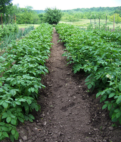 Лазурит от сорняков на картофеле: инструкция по применению