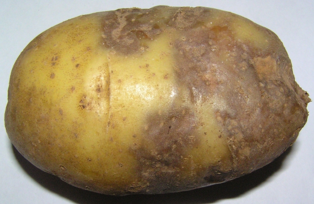 Лечение болезней ботвы картофеля
