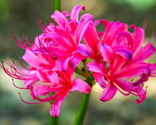 Ликорис: загадочный цветок смерти или простая паучья лилия?