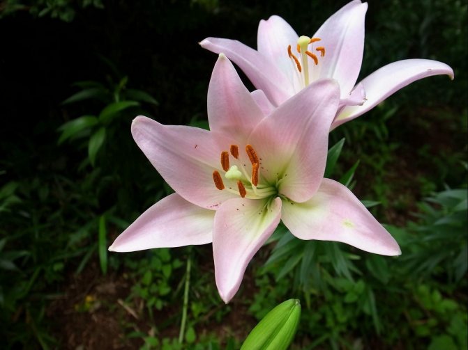 Лилия - сажать в открытый грунт и ухаживать, выращивать в саду