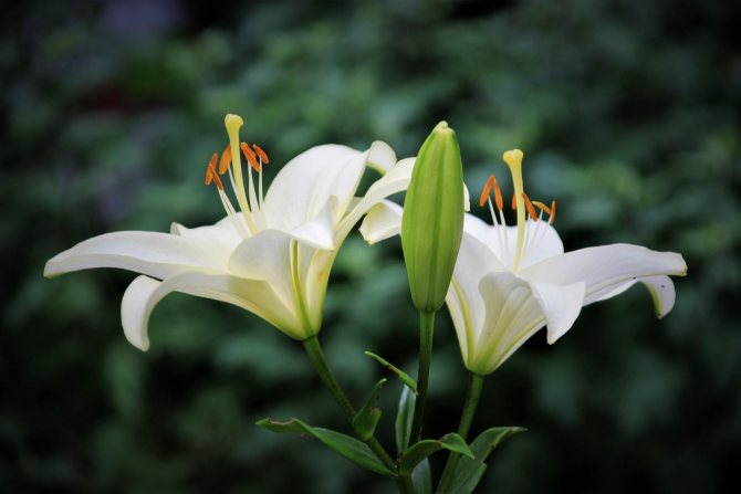 Лилия - сажать в открытый грунт и ухаживать, выращивать в саду