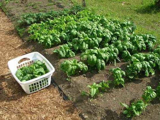Любому шпинату нужен правильный урожай! Инструкции и советы по хранению урожая