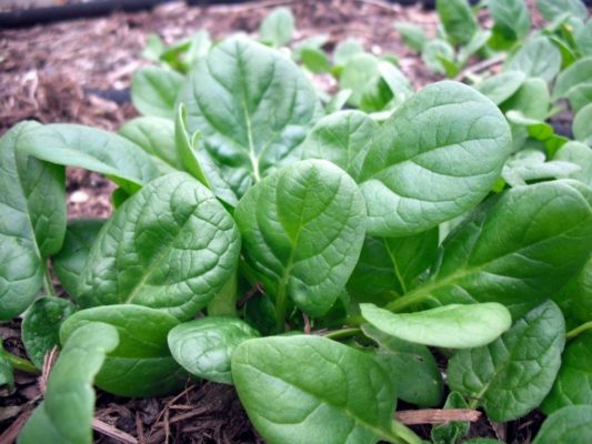 Любому шпинату нужен правильный урожай! Инструкции и советы по хранению урожая