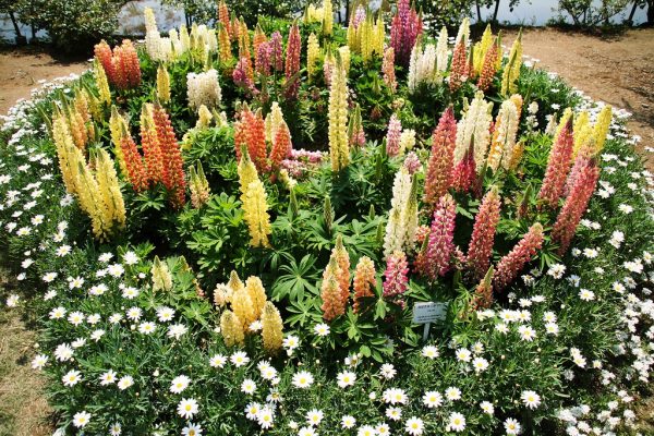 Люпин садовый: особенности выращивания и использования в ландшафтном дизайне