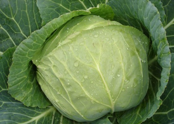 Лучшие сорта белокочанной капусты для посева на грядки - список с фото
