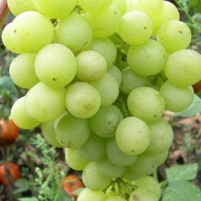 Лучшие сорта столового винограда: описание, вкусовые качества и характеристика