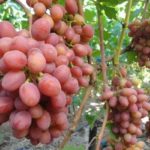 Лучшие сорта столового винограда: описание, вкусовые качества и характеристика