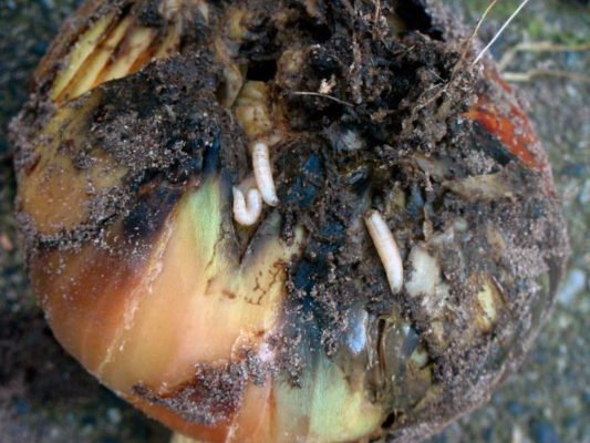 Батунский лук: как без проблем вырастить витаминные овощи?