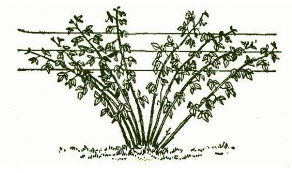 Малина брянская: описание сорта и особенности выращивания
