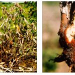 Патрисия малина: описание сорта, обрезка после цветения и особенности выращивания на шпалере
