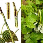 Патрисия малина: описание сорта, обрезка после цветения и особенности выращивания на шпалере