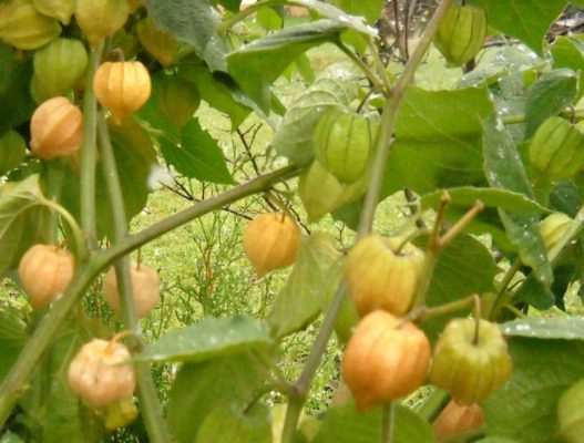Мексиканский помидор в ярком фонаре, или как вырастить овощной физалис