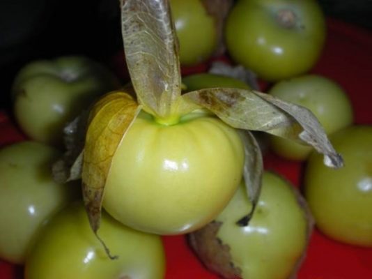 Мексиканский помидор в ярком фонаре, или как вырастить овощной физалис