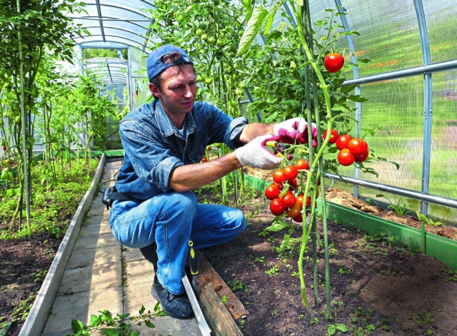 Минеральные удобрения для томатов в теплицах