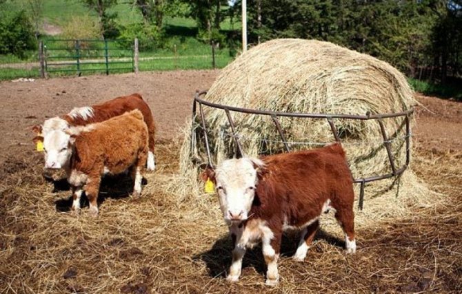 Мини-коровы: список самых популярных пород, основные правила ухода