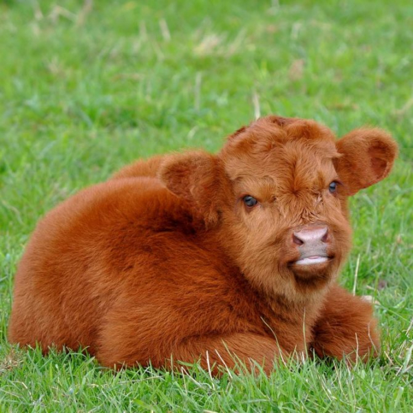 Мини-коровы: список самых популярных пород, основные правила ухода