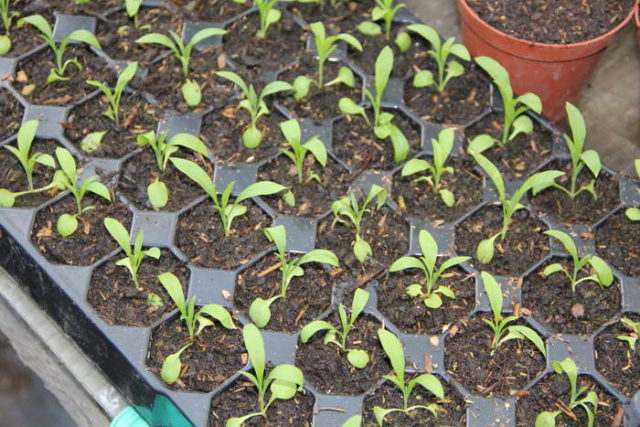 Лихнис многолетняя розетка: когда сажать, выращивать из семян