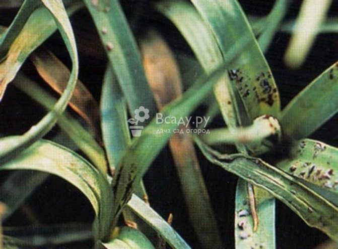 Многолетник садовый Турецкая гвоздика из семян Посадка и уход